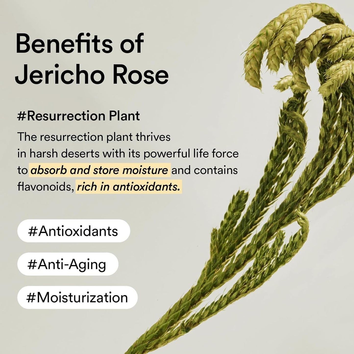 Say goodbye to tired eyes! 🌟 Try our Jericho Rose Collagen Eye Patches - 60 patches packed with caffeine, niacinamide, and antioxidants to reduce puffiness and dark circles! 💖✨ #Skincare #EyePatches